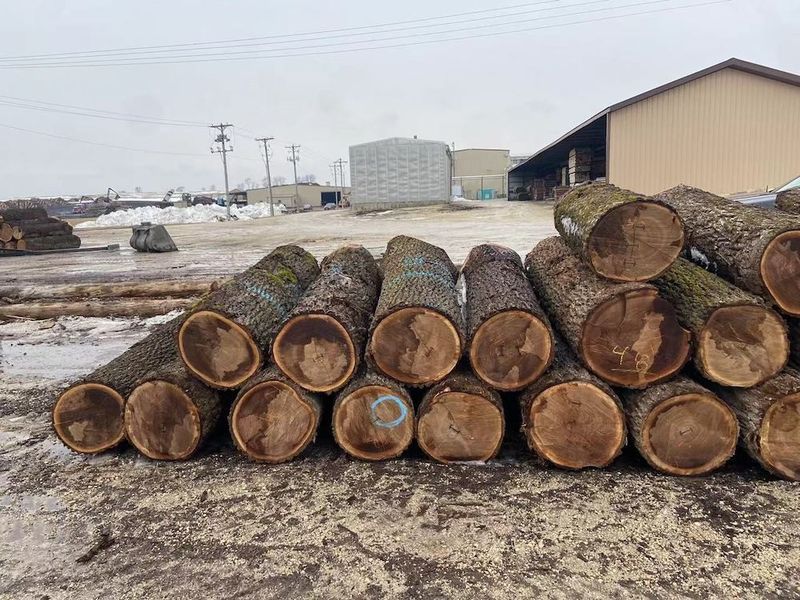 China Dongguan Yinghui Wood Industry Co., Ltd. Bedrijfsprofiel